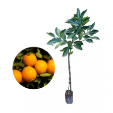 Muda de Laranja Umbigo (Bahia) Enxertada 90cm